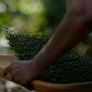 Signature Black Pepper